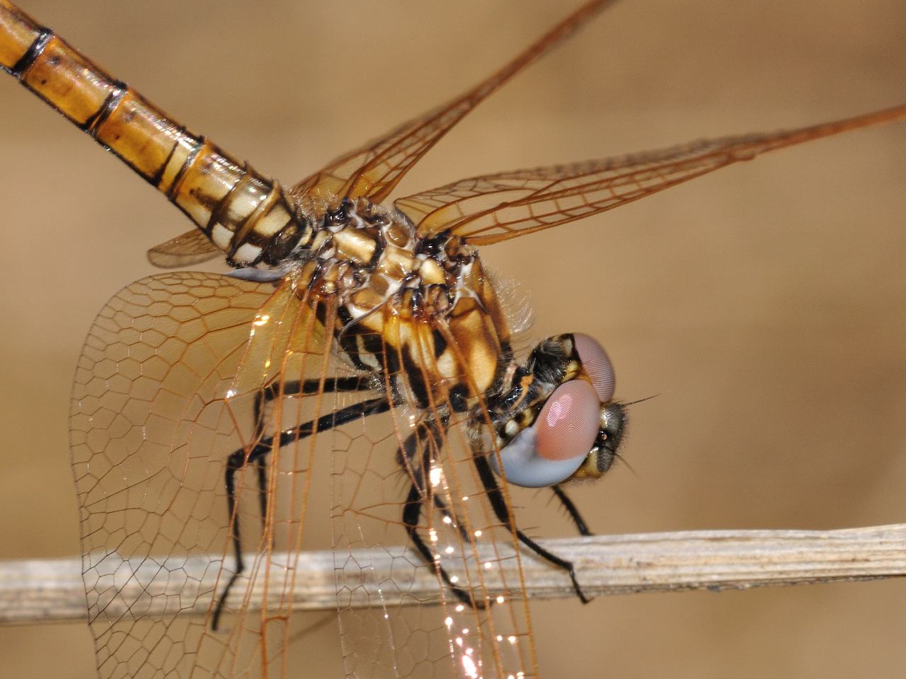 Femmina di Trithemis annulata